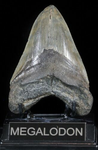 Fossil Megalodon Tooth - Georgia #56345
